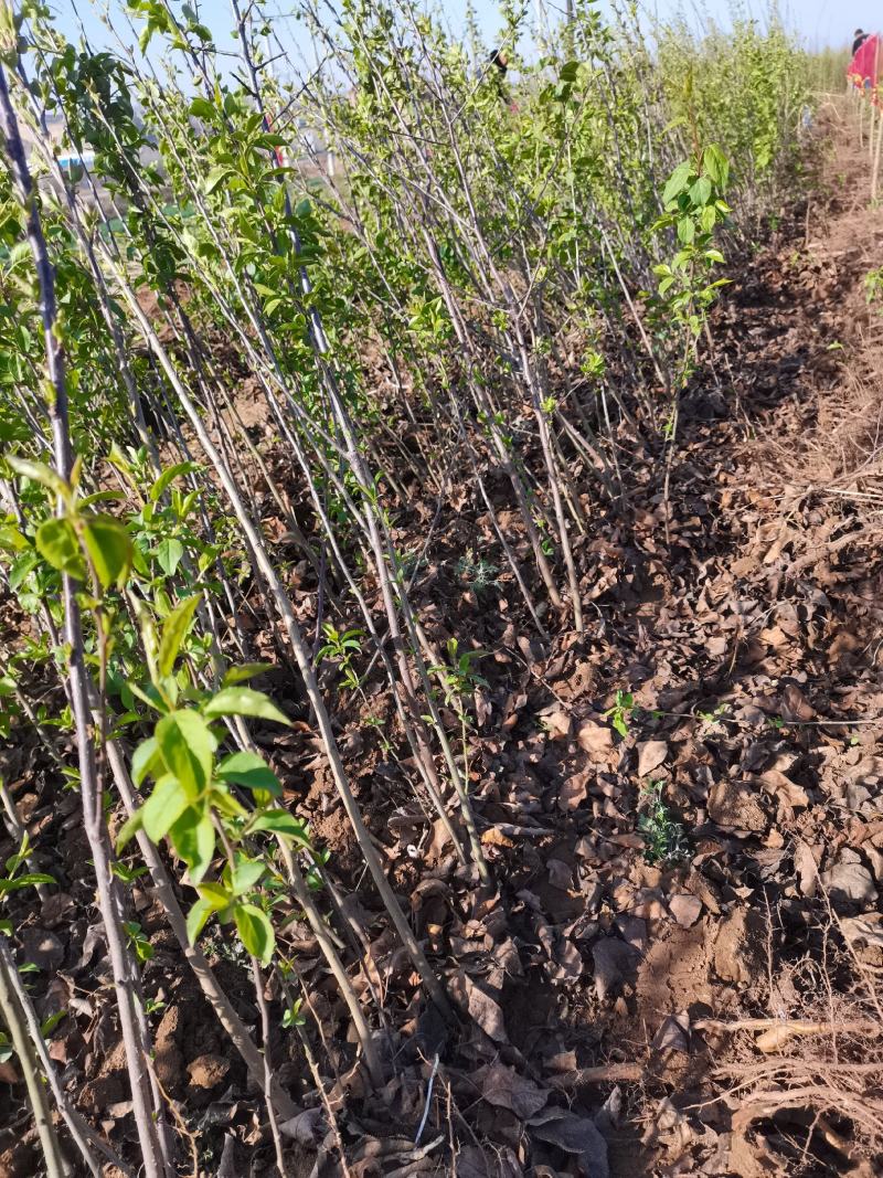 海棠苗，山西八棱海棠苗，技术指导，嫁接苹果树！