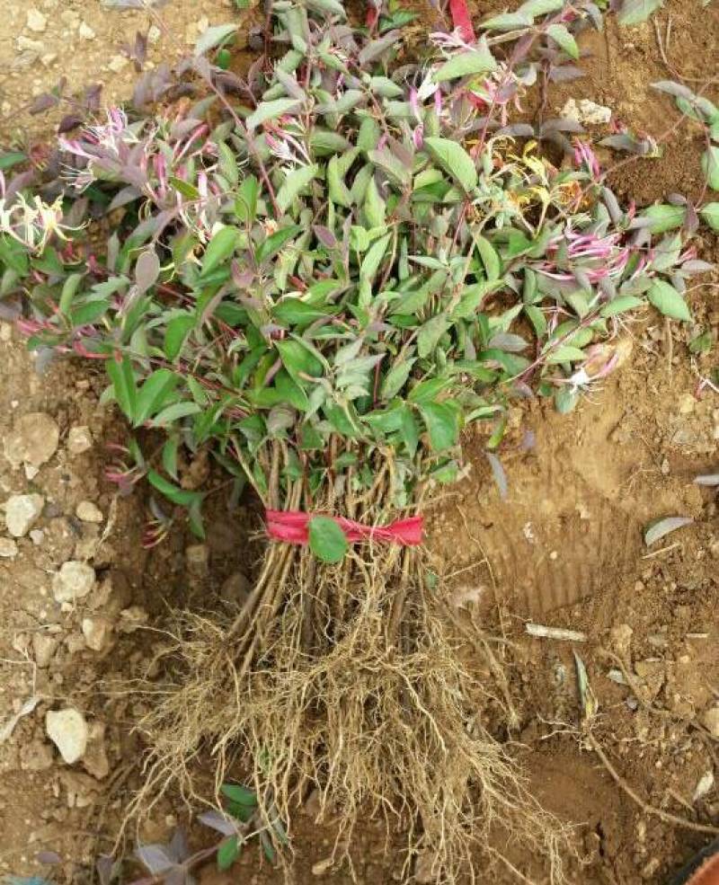 红色金银苗树形四季金银花苗当年开花快递包邮