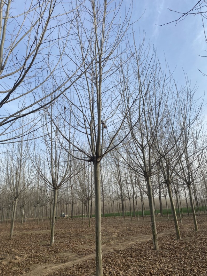 法桐三年茂一级货3米分支