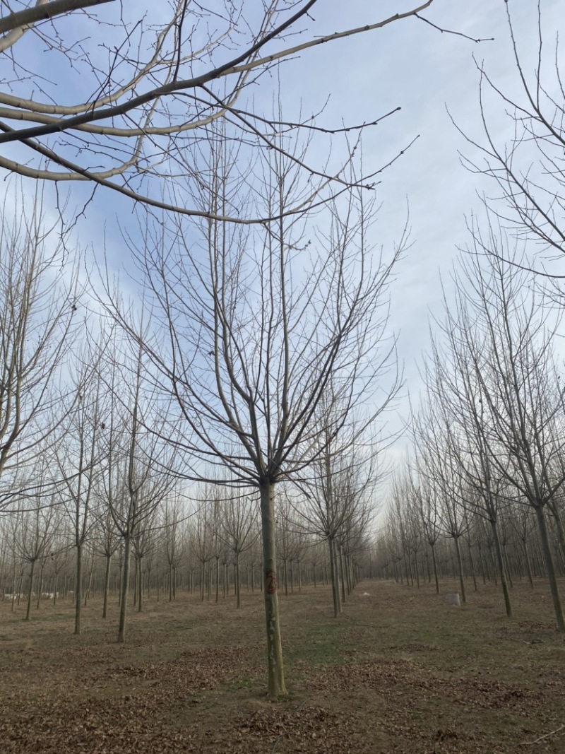 法桐三年茂一级货3米分支