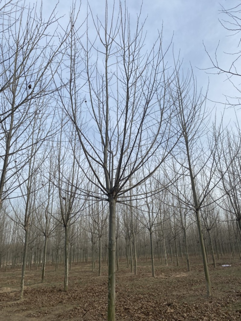 法桐三年茂一级货3米分支