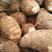 芋头种8520脱毒高产提供种植技术保证质量全国发货