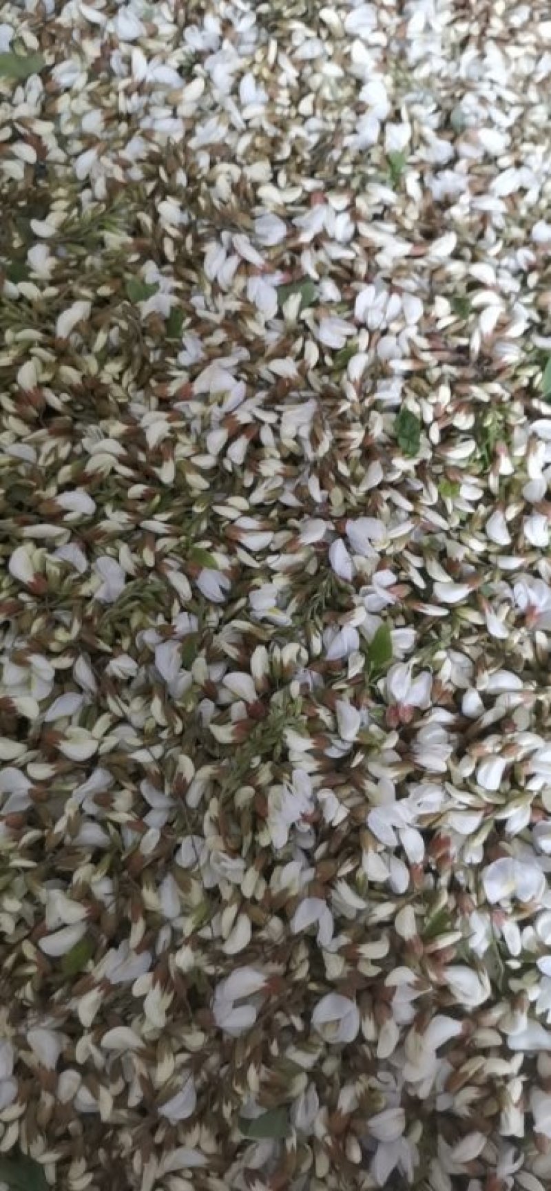 4月16号槐花上市了一天两千斤货量速来抢购吧
