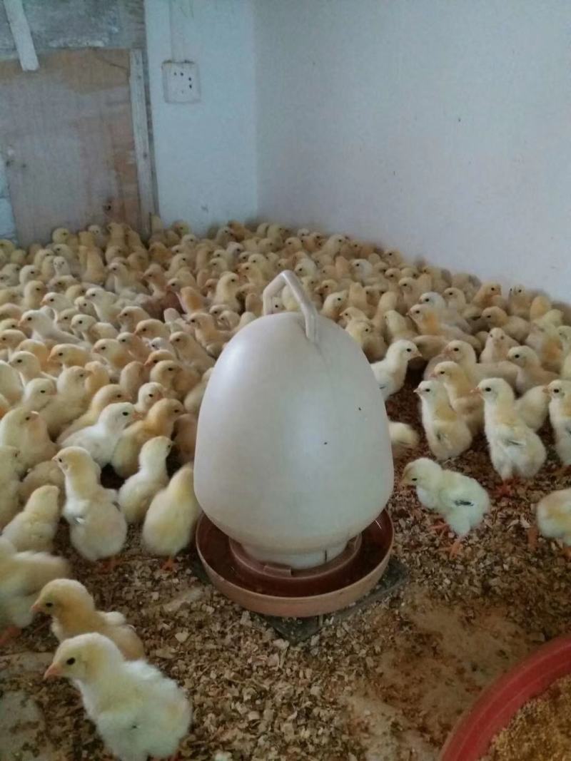 东涛鸡苗出壳苗包邮苗优质品种保证质量