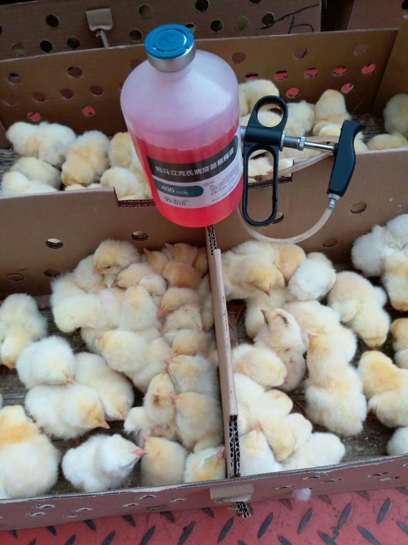 东涛鸡苗出壳苗包邮苗优质品种保证质量