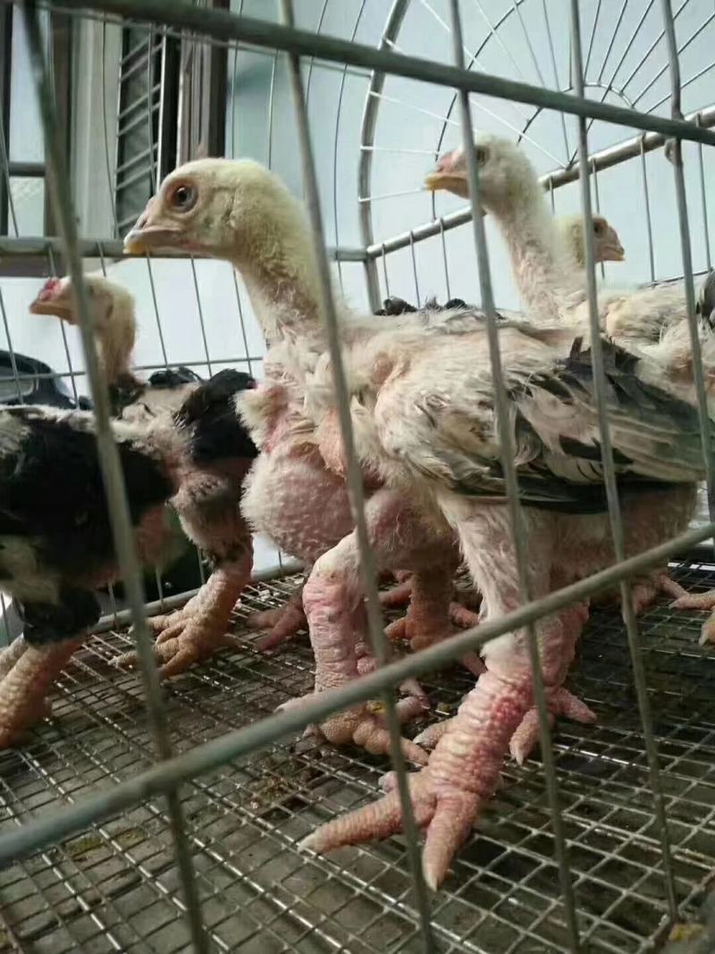 东涛鸡苗出壳苗包邮苗优质品种保证质量