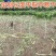 弹力钢育苗棚架子葡萄避雨棚支架豆角厂家直销量大优惠