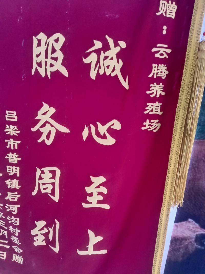 山西肉牛繁殖基地欢迎您