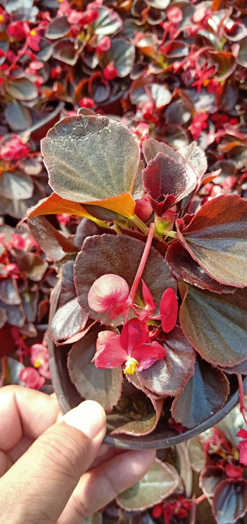 【牛商推荐】四季海棠花色鮮艳青叶红叶双色杯基地发货保证成活