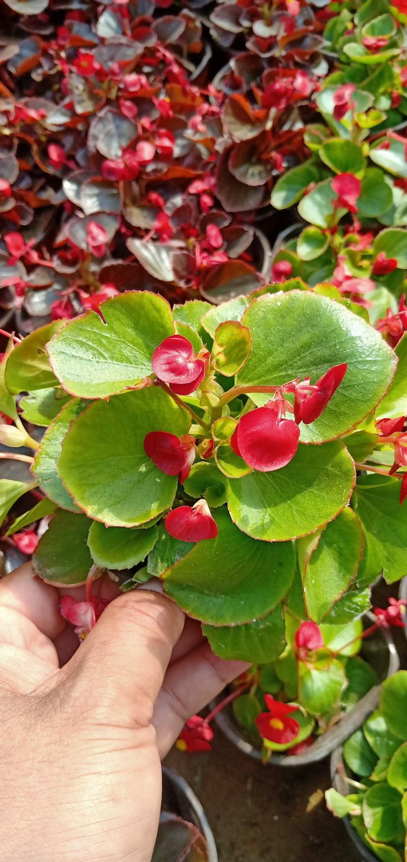 【牛商推荐】四季海棠花色鮮艳青叶红叶双色杯基地发货保证成活