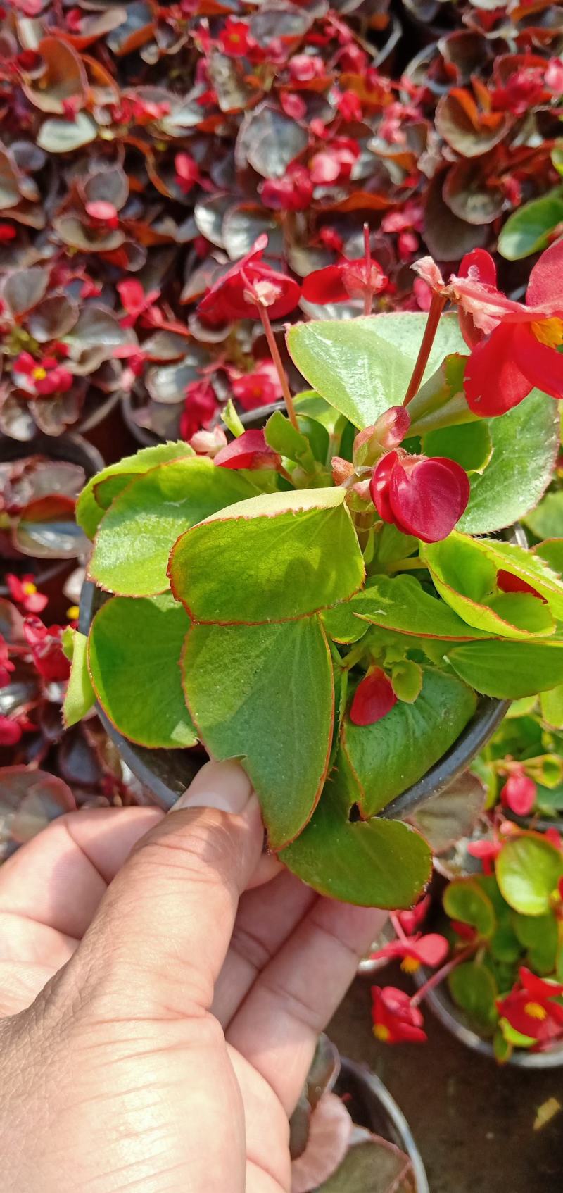 【牛商推荐】四季海棠花色鮮艳青叶红叶双色杯基地发货保证成活