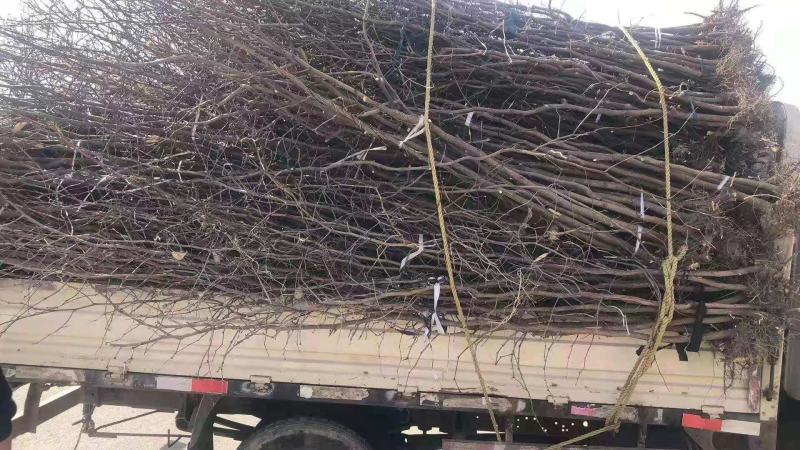 金丝小枣苗冬枣苗五十万亩基地直销现刨现发死苗补发