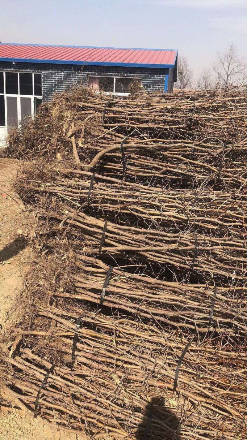 金丝小枣苗冬枣苗五十万亩基地直销现刨现发死苗补发