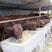 鲁西黄牛出肉率高耐粗食抗病能力强全国发货货到