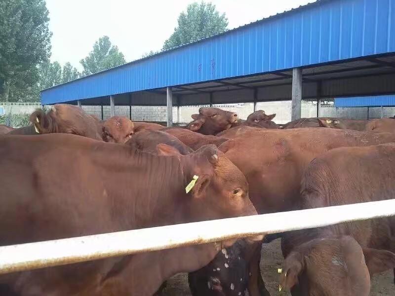 鲁西黄牛出肉率高耐粗食抗病能力强全国发货货到