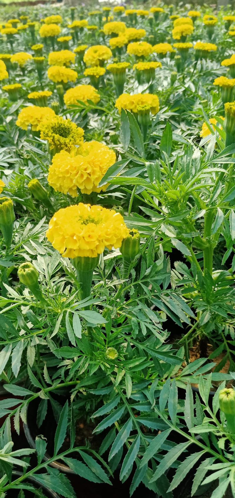 【牛商推荐】万寿菊金黄色杯苗基地一手货源全国批发量大价低