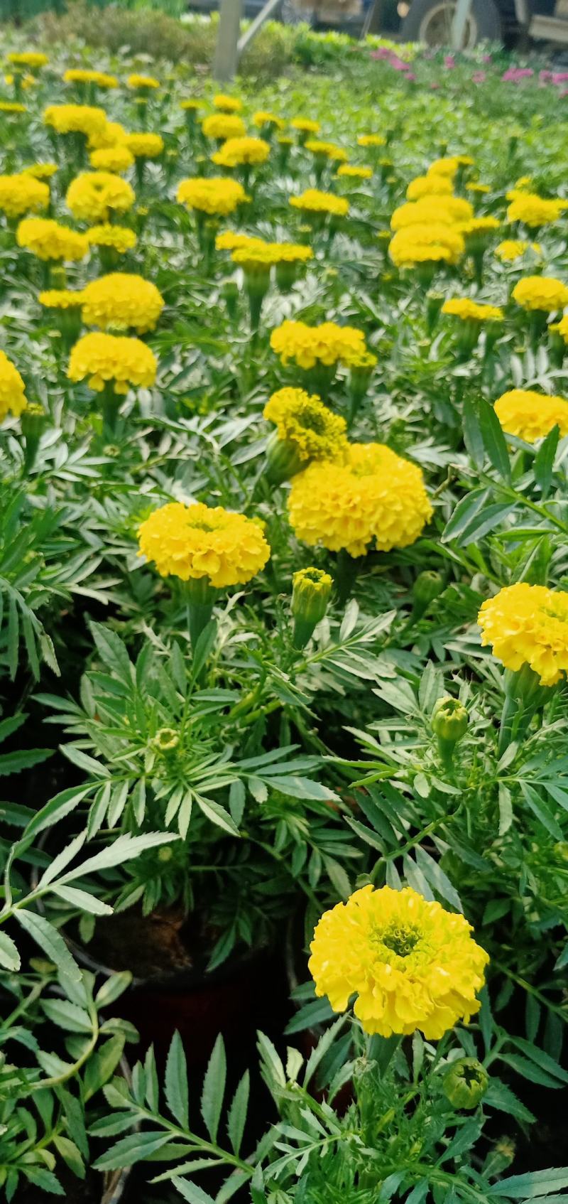 【牛商推荐】万寿菊金黄色杯苗基地一手货源全国批发量大价低