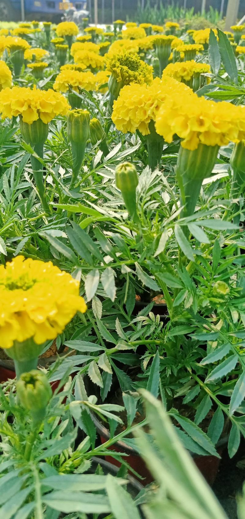 【牛商推荐】万寿菊金黄色杯苗基地一手货源全国批发量大价低