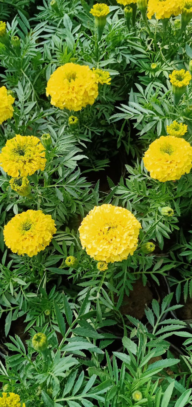 【牛商推荐】万寿菊金黄色杯苗基地一手货源全国批发量大价低