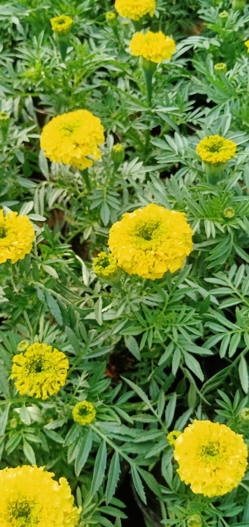 【牛商推荐】万寿菊金黄色杯苗基地一手货源全国批发量大价低