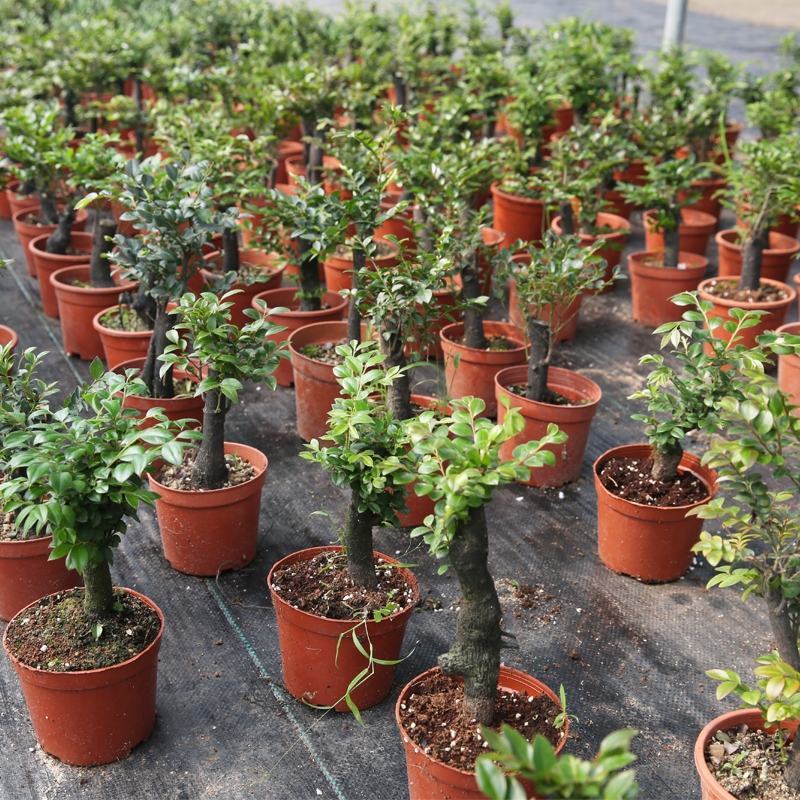 小叶紫檀盆景树苗花卉盆栽办公室植物黑骨茶树桩四季常青耐寒