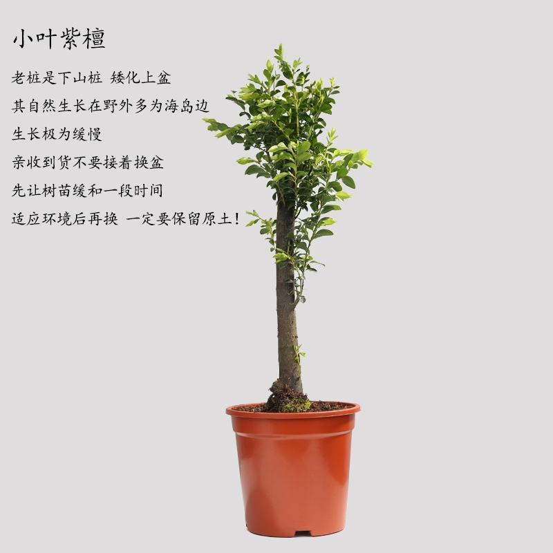 小叶紫檀盆景树苗花卉盆栽办公室植物黑骨茶树桩四季常青耐寒