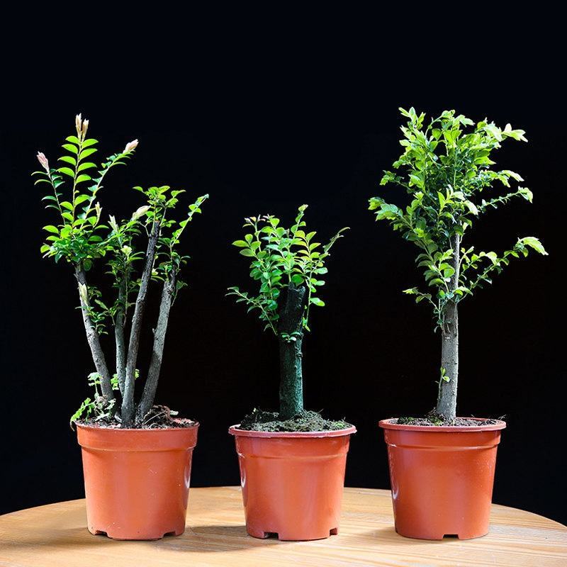 小叶紫檀盆景树苗花卉盆栽办公室植物黑骨茶树桩四季常青耐寒