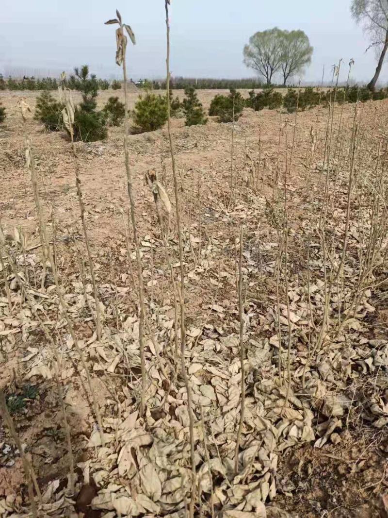 翅果油苗多少钱一棵，翅果苗价格，山西翅果苗批发