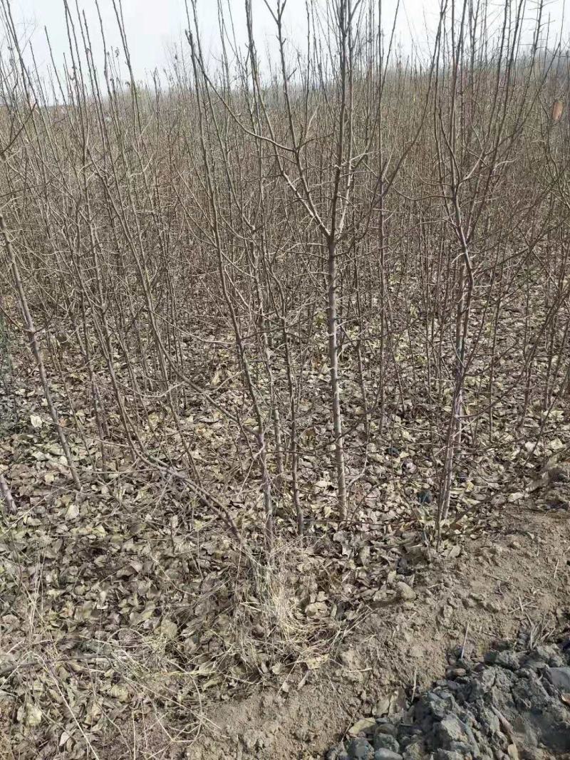 翅果油苗多少钱一棵，翅果苗价格，山西翅果苗批发