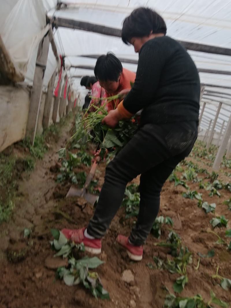 各种各样的红薯苗，供货中