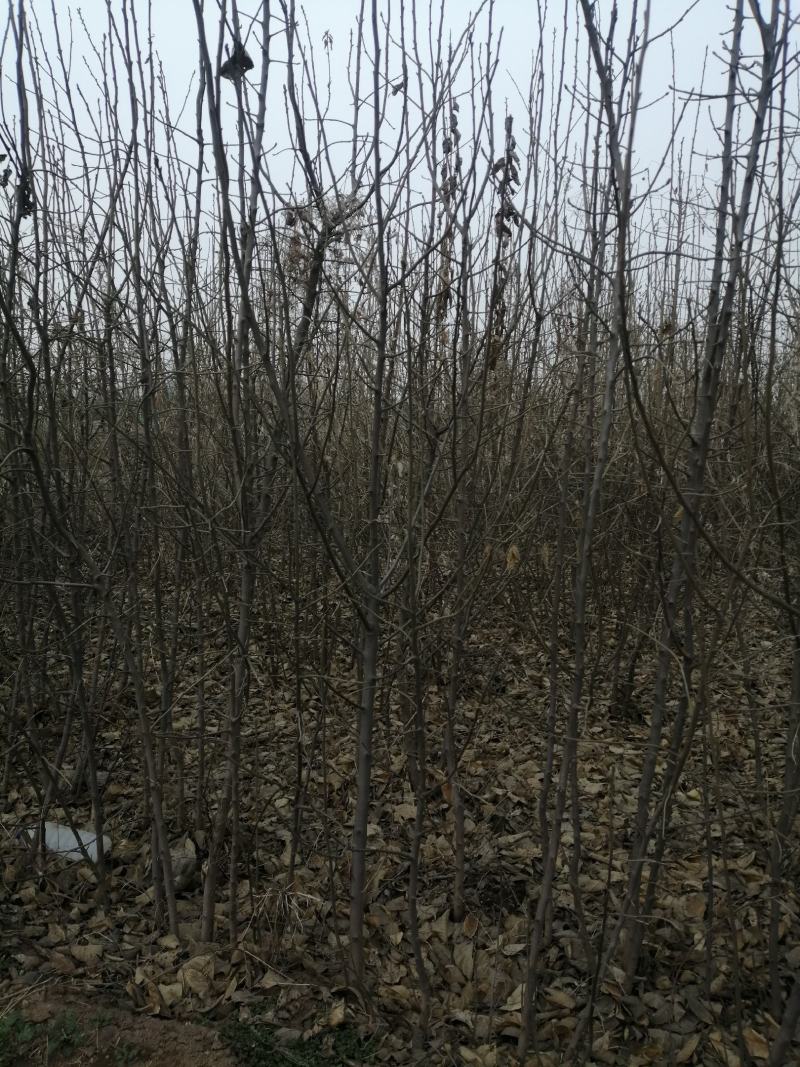 翅果油苗多少钱一棵，翅果苗价格，山西翅果苗批发