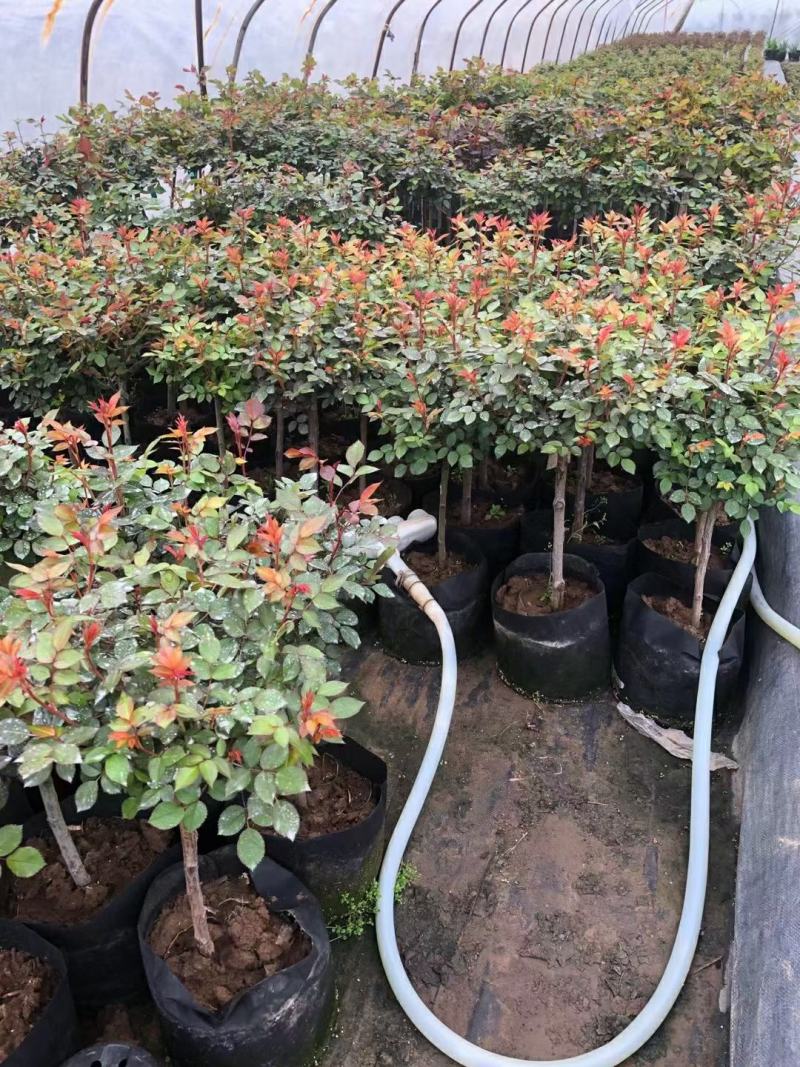 基地直发树月棒棒糖月季欧月小苗大花月季藤本月季