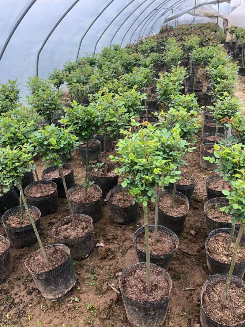基地直发树月棒棒糖月季欧月小苗大花月季藤本月季