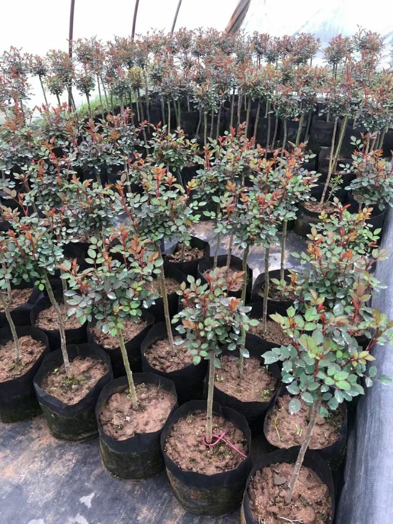 基地直发树月棒棒糖月季欧月小苗大花月季藤本月季