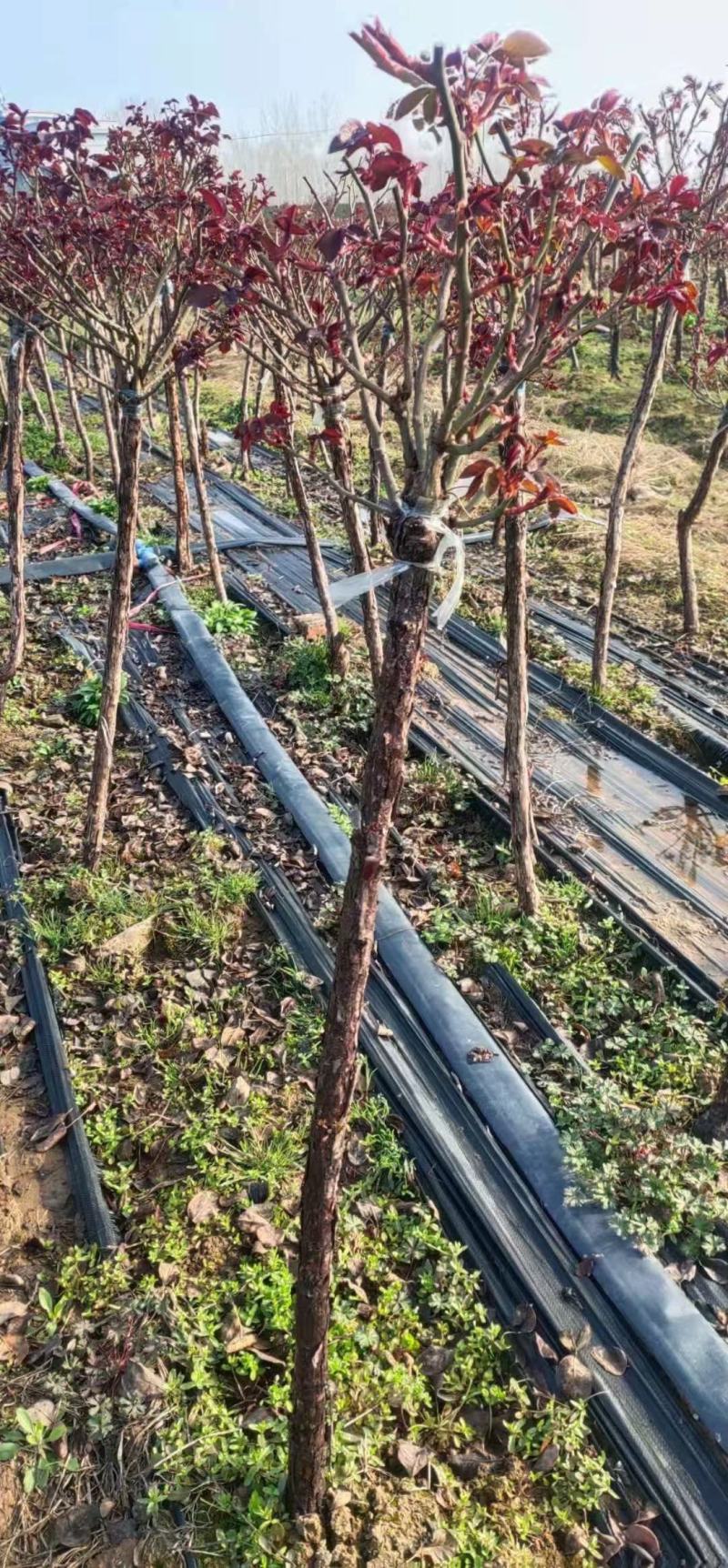 基地直发树月棒棒糖月季欧月小苗大花月季藤本月季