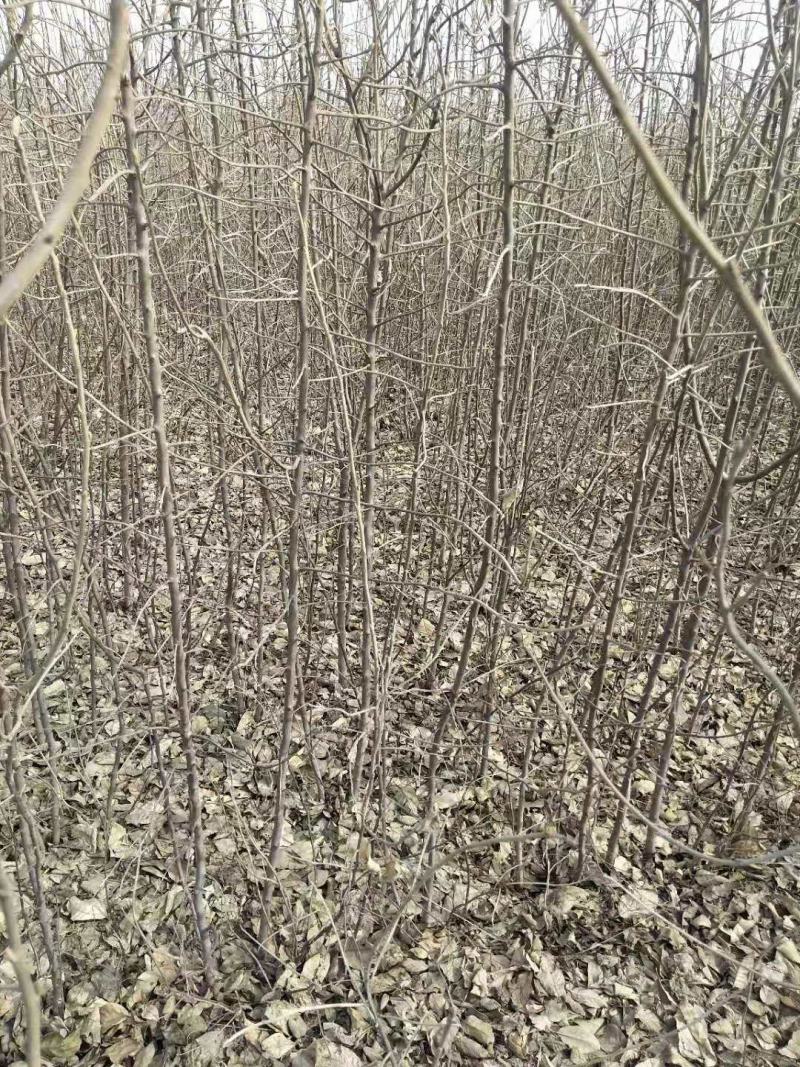 翅果油苗哪里有卖，山西翅果油树苗，产地大量翅果油树苗价格