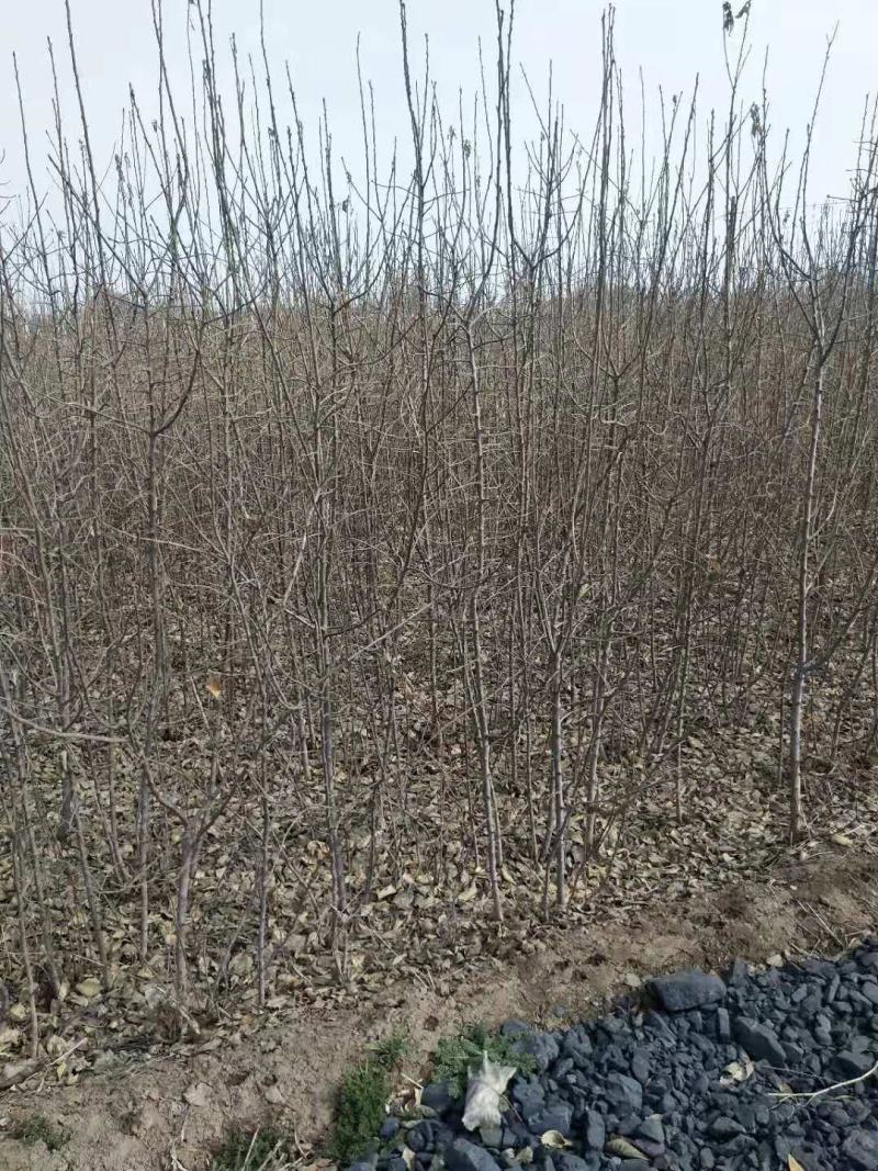 翅果油苗哪里有卖，山西翅果油树苗，产地大量翅果油树苗价格