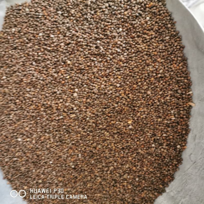 紫苏籽紫苏子包邮发货保证质量产地直发常年批发籽仁