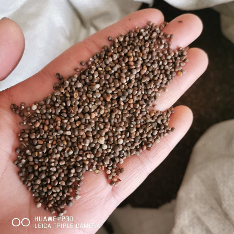 紫苏籽紫苏子包邮发货保证质量产地直发常年批发籽仁