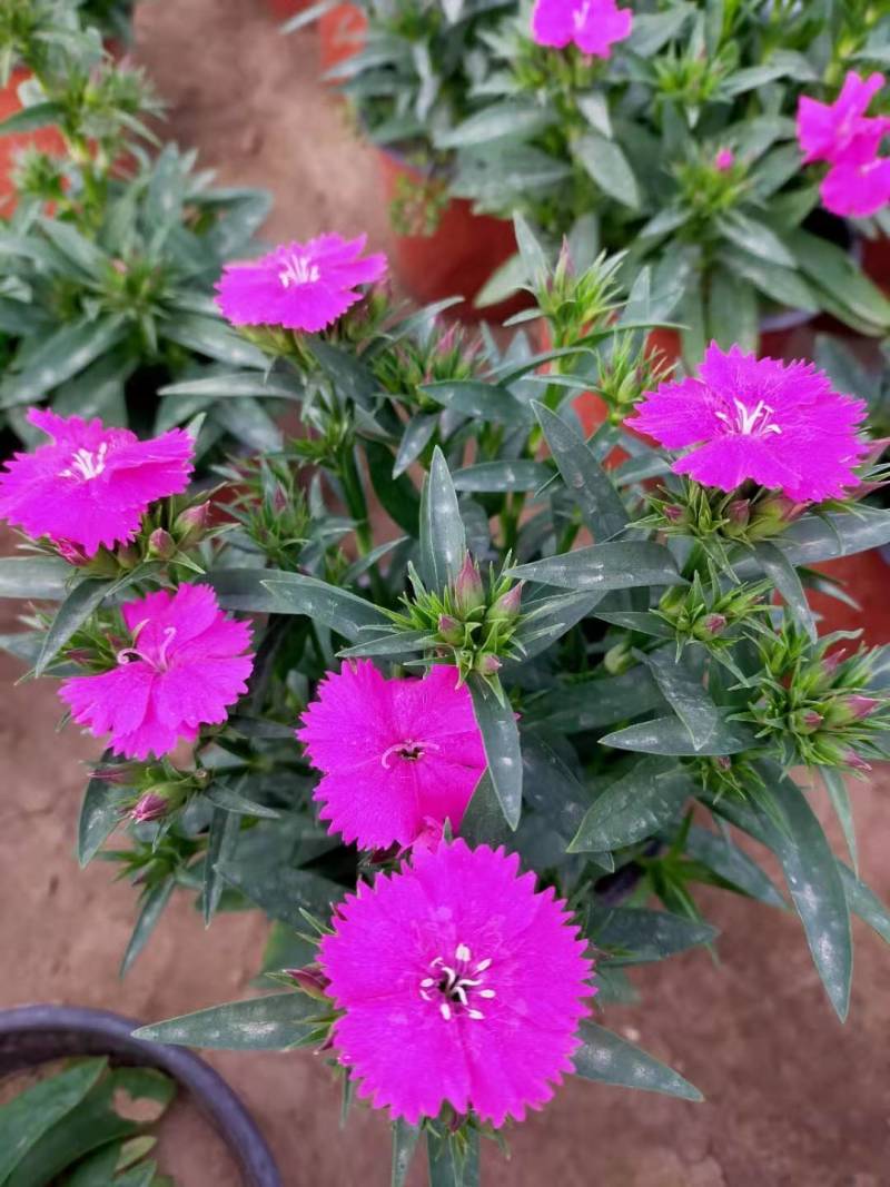 工程用花，摆花，景观花卉，时令花卉，地被用花