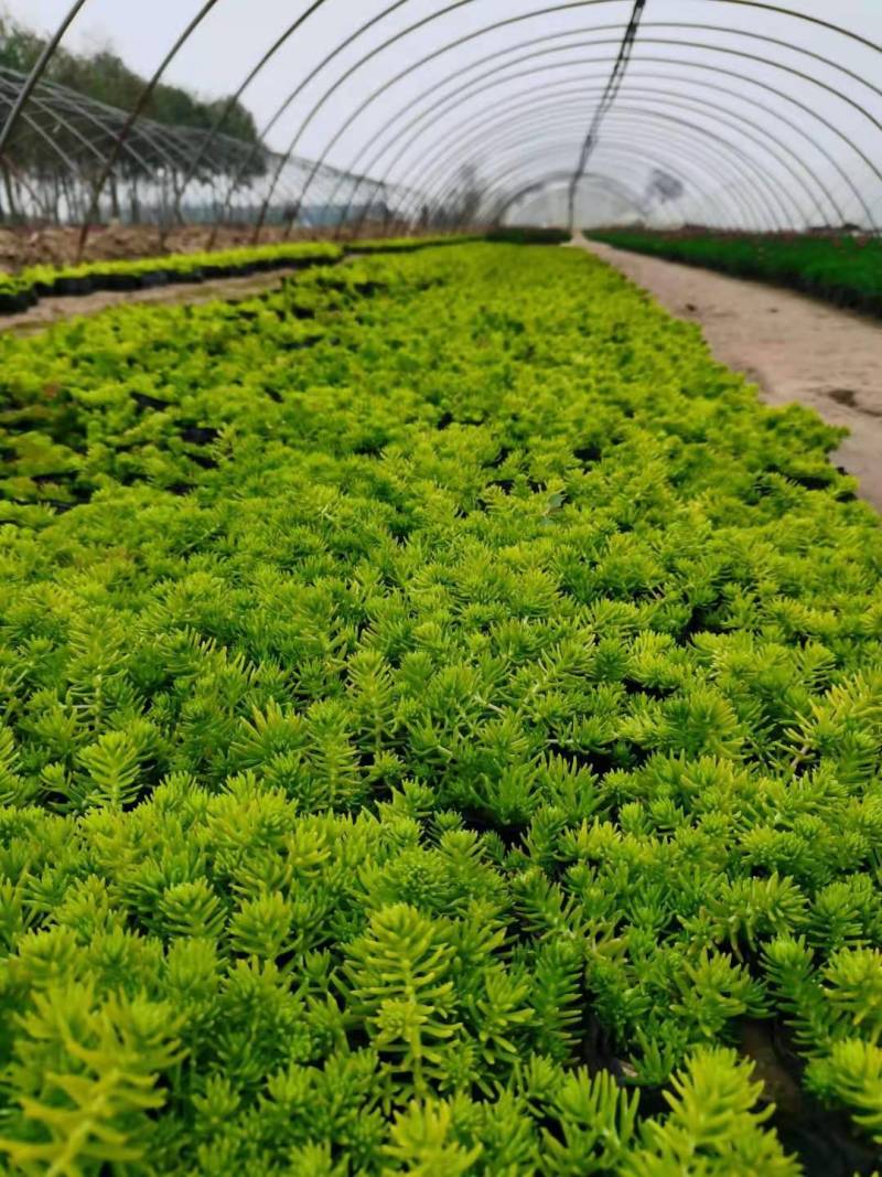 工程用花，摆花，景观花卉，时令花卉，地被用花