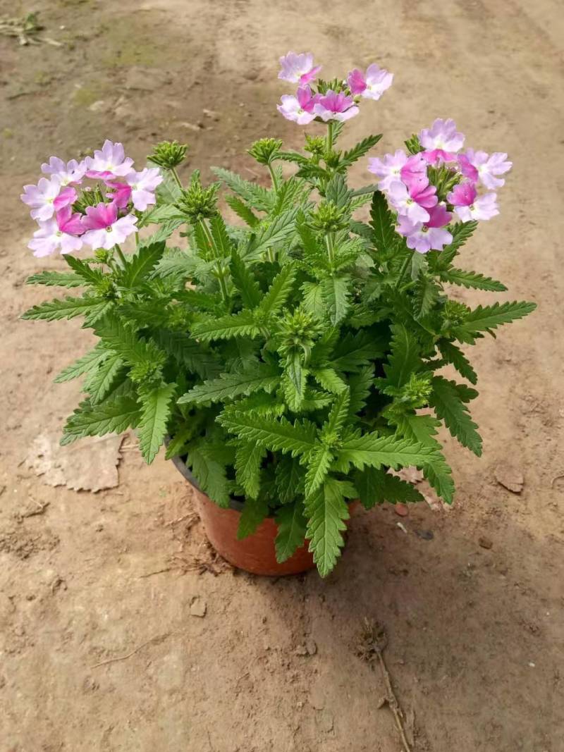 工程用花，摆花，景观花卉，时令花卉，地被用花