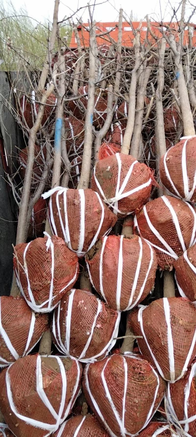 杏树、食用杏树、定植杏树、3一6公分杏树基地销售