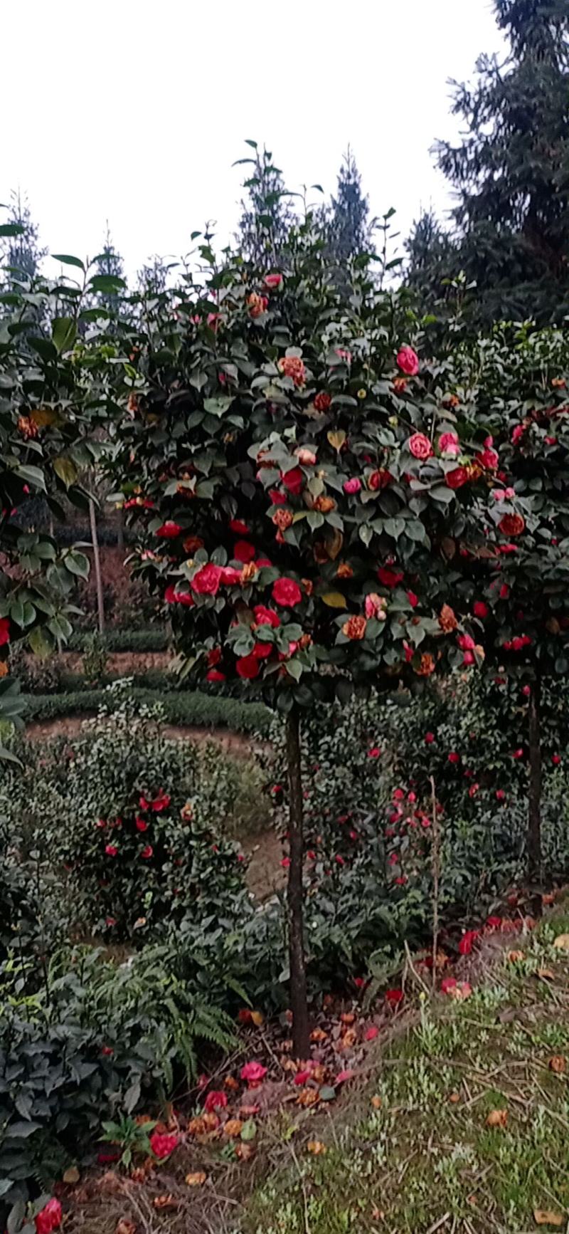茶花，茶花地苗，茶花杯苗，茶花树，四川宜宾高县罗场茶花种