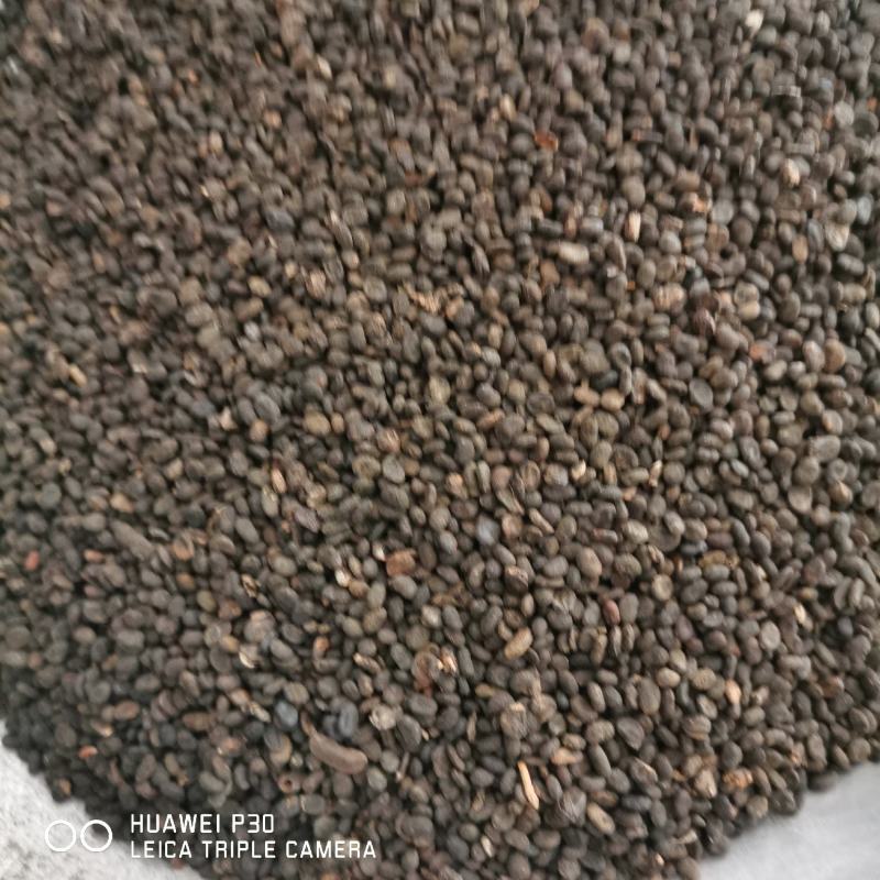补骨脂包邮发货产地直发常年供应大货量大可从优
