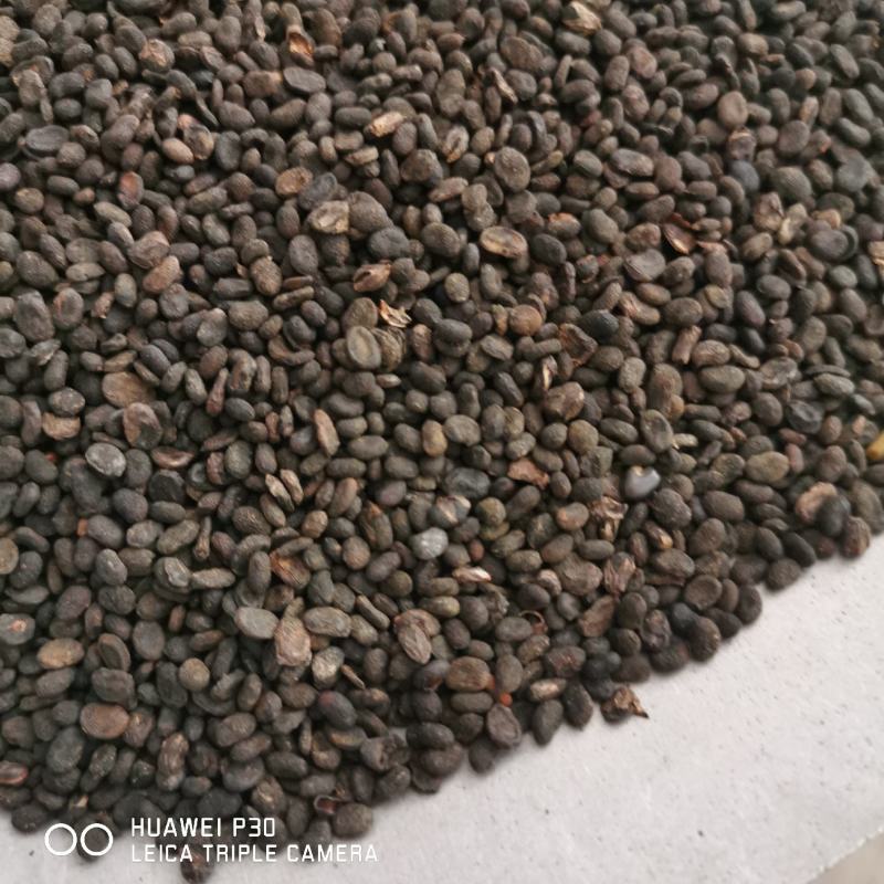 补骨脂包邮发货产地直发常年供应大货量大可从优