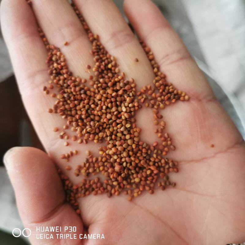 楮实子保证质量包邮发货量大从优产地直发常年供应