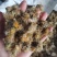 旋覆花山东野生干货选货高含量实拍图一公斤起