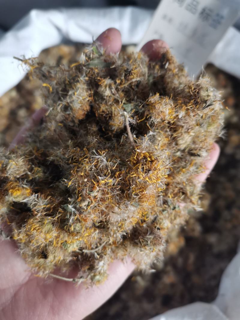 旋覆花山东野生干货选货高含量实拍图一公斤起