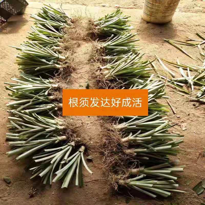 西瓜凤梨苗台湾金砖十六号甜蜜蜜凤梨苗有根包邮好种易活